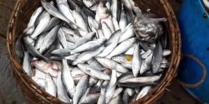 Grey Mullet Fish Seeds