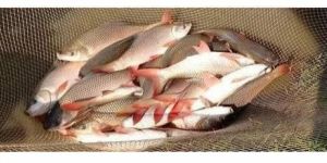 Jayanti Rohu Fish Seeds