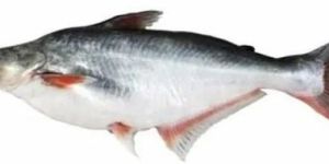 Pangasius Fish Seeds