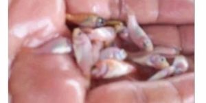 Red Tilapia Fish Seeds