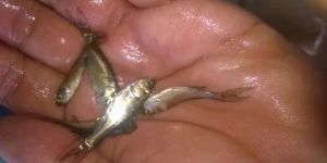 Silver Curb Fish Seeds