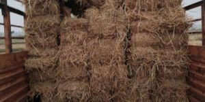 Paddy Straw Mushroom