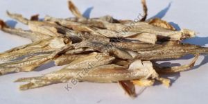 Dry Bombay Duck Fish