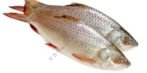 Fresh Rohu Fish