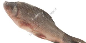 Frozen Rohu Fish