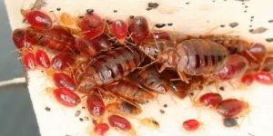 Bed Bugs Control Service