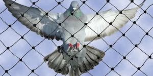 Bird Netting Service