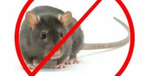 Rodent Control Treatment Service