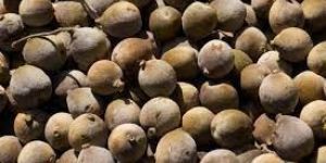 Bibitaki (Terminalia Bellirica)