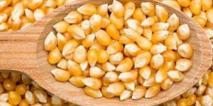 Dried Corn Seeds