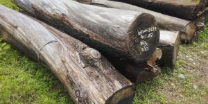 Acacia Wood Logs