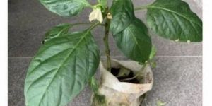 Grafted Red Capsicum Plant