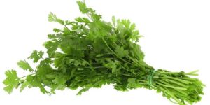 Fresh Coriander Leaves