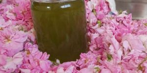 Rose Oil