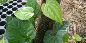 Betel Leaf Plant