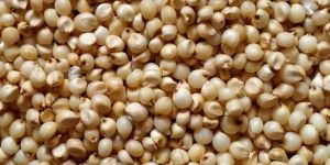 Jowar
