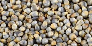 Pearl Millet,bajra(India) Organic