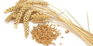Wheat