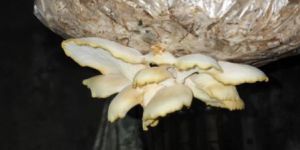 Dry Oyster Mushroom