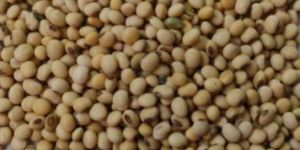 Soybean Seed