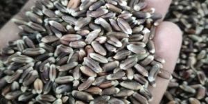 Raw Black Wheat
