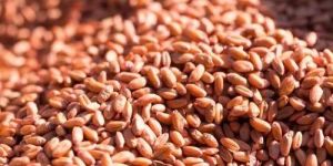 Red Wheat Seed