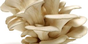 Dry Oyster Mushroom