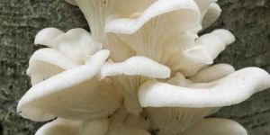 Fresh Oyster Mushroom