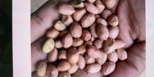 Groundnut Seeds