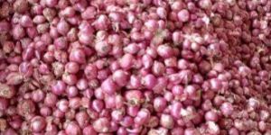 Sambar Onion