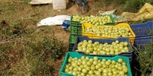 Amla Fruit
