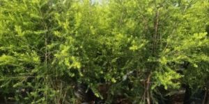 Melaleuca Bracteata Plant