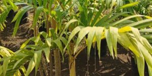 Green Mirchi Marigold Palm Plant