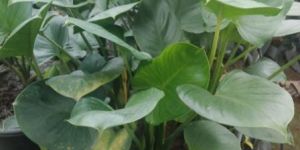 Water Alocasia Plant