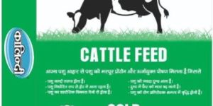 Cattle Feed