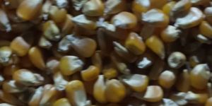 Yellow Maize