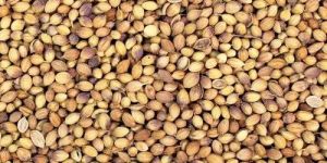 Dried Coriander Seeds