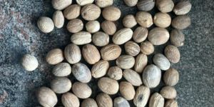 Nutmeg Spices