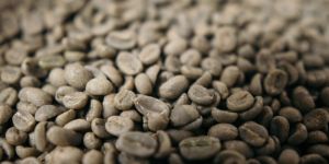 Green Coffee Beans