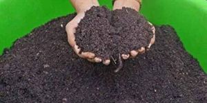 Vermicompost Manure