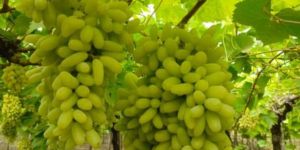 ALL TYPES GRAPES
