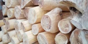 White Sandalwood Logs