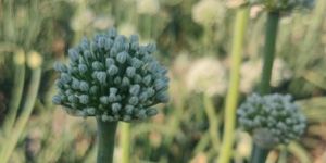 Onion Seeds