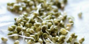 Green Mung Bean