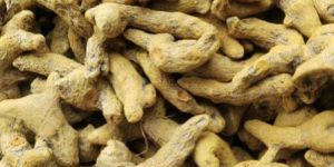 Single Polish Turmeric Finger