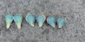 Fresh Black Turmeric