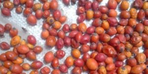 Dried Rose Hip