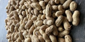 Raw Groundnuts