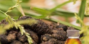 Nagarmotha Essential Oil