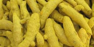 Curcuma Longa Turmeric Finger